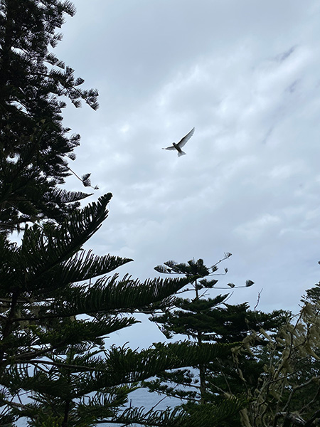 Aaron Weetman, In Flight, Yr 8, Waverley College