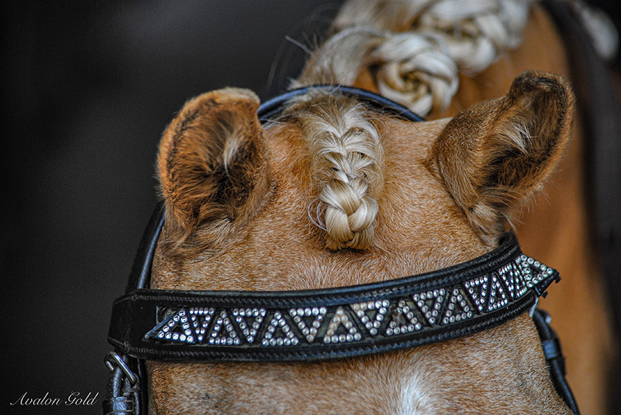 Avalon Gold, Show Pony, Yr 10, Emanuel School