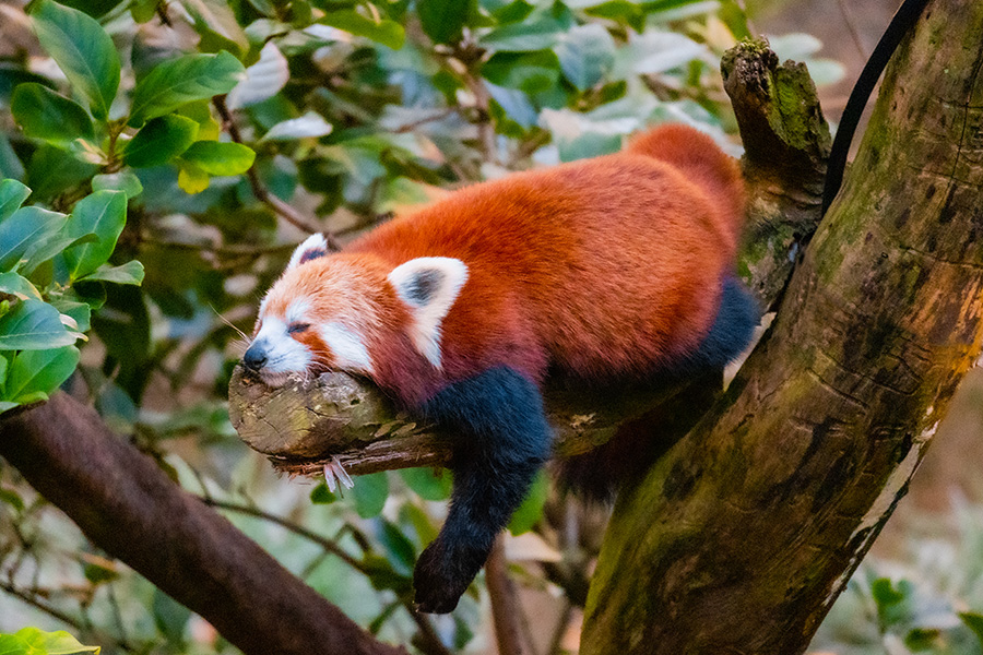 River Kedzier-hurst, Red panda dad, Yr 11, Reddam House