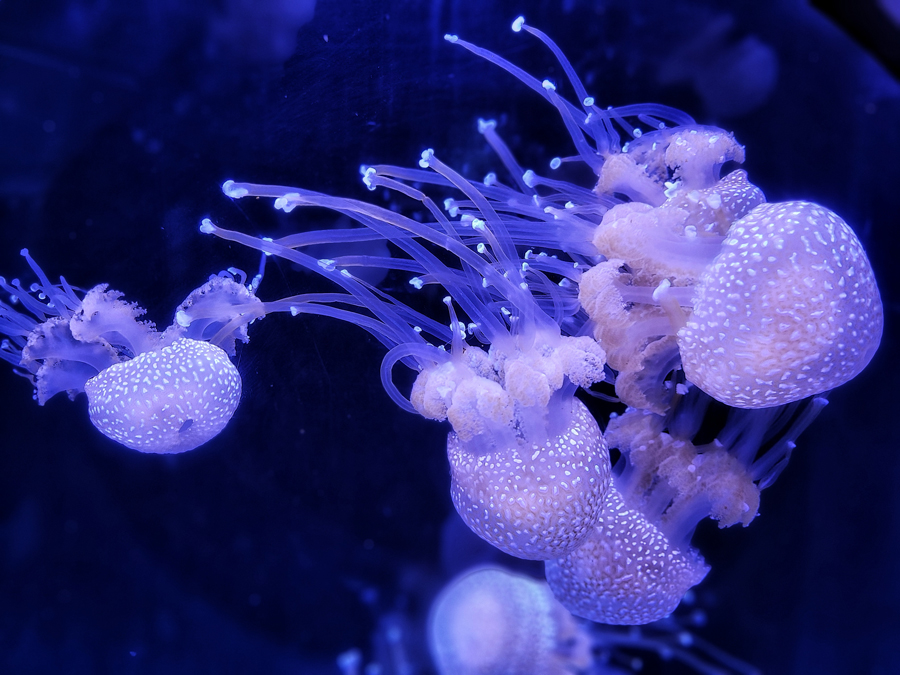 EXHIB-PAGE-Jellyfish-YPA-2024.jpg